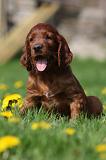 SETTER IRLANDAIS 187